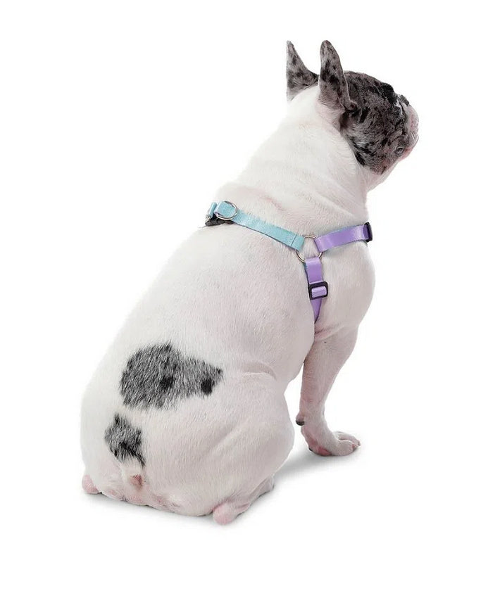 Arnes Brunno Rosa Totto