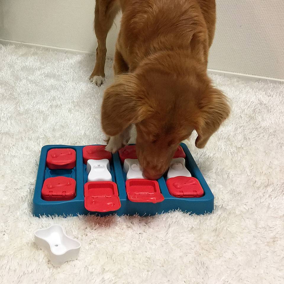 Juguete mental Dog Brick