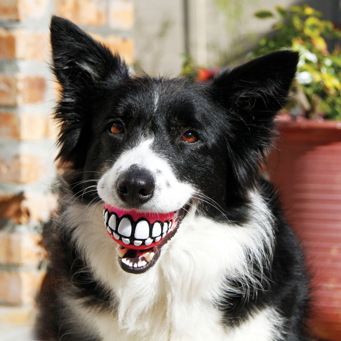 Pelota Kong Smile