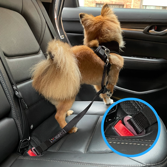 Cinturón de seguridad